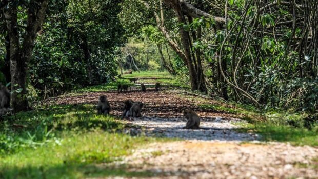 Kuala_Selangor_Nature_Park_Monkeys_Tourism_Selangor