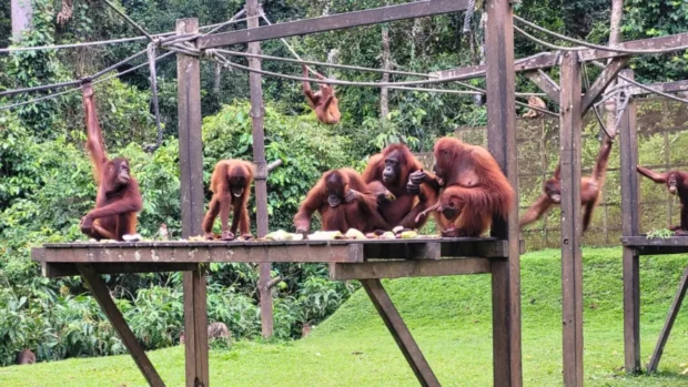 Sepilok Orangutan Rehabilitation Centre, Sabah