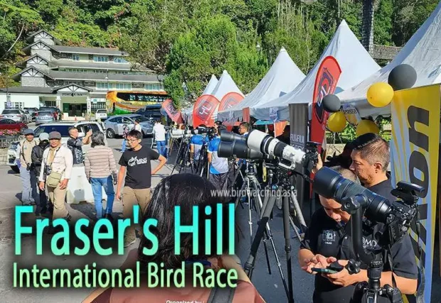 Things to do in Fraser’s Hill, Bird Watching